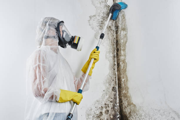 Best Mold Testing  in Jesup, GA