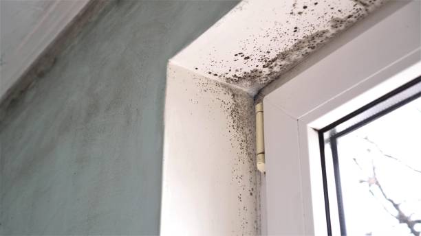 Best Residential Mold Removal  in Jesup, GA