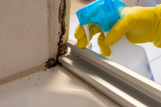 Trusted Jesup, GA Mold Removal Experts