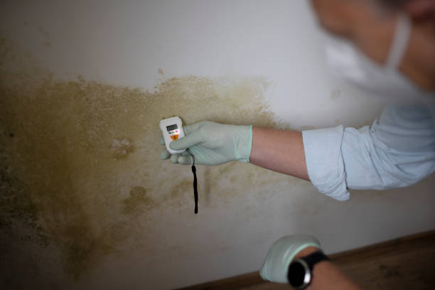 Best Mold Remediation Services  in Jesup, GA