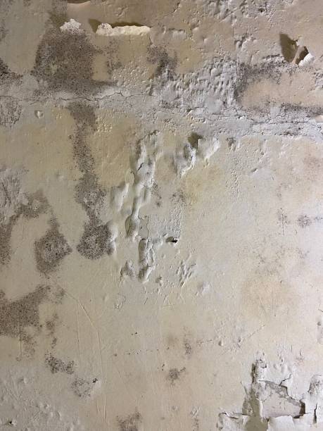 Best Local Mold Removal Service  in Jesup, GA