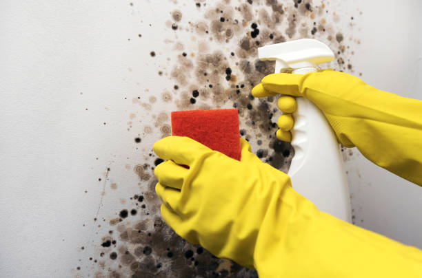 Best Black Mold Removal  in Jesup, GA